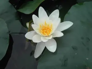 Nymphaea 'Gladstoniana' - P11 - image 2