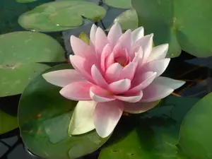 Nymphaea 'Gonn?re'