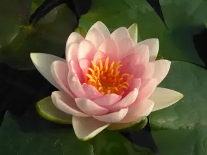 Nymphaea 'Gonn?re' - P11 - image 2