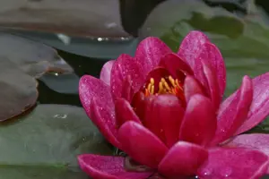 Nymphaea 'James Brydon'