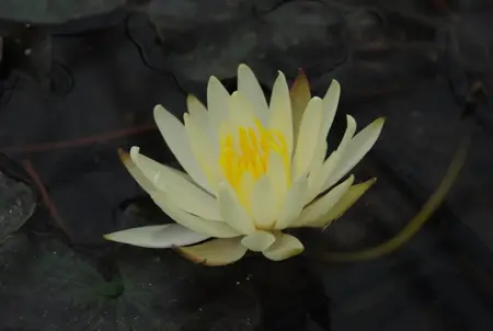 Nymphaea 'Joey Tomocick' - P11