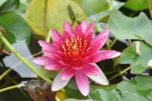 Nymphaea 'Laydekeri Fulgens'
