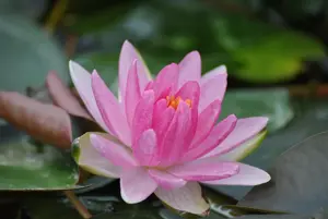 Nymphaea 'Laydekeri Lilacea'