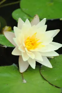 Nymphaea 'Marliacea Albida'