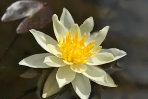 Nymphaea 'Marliacea Chromatella'