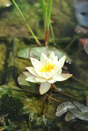 Nymphaea 'Pygmaea Helvola' - P11