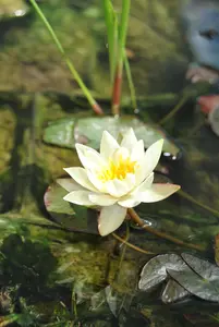 Nymphaea 'Pygmaea Helvola'