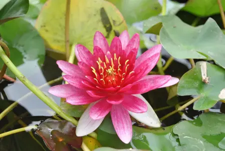 Nymphaea 'Pygmaea Rubra' - P11