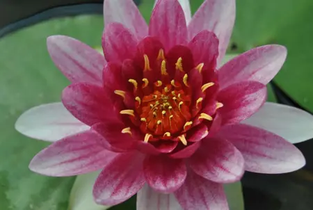 Nymphaea 'Ren? G?rard' - P11