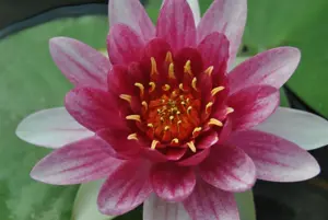 Nymphaea 'Ren? G?rard'