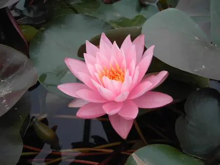 Nymphaea 'Rosennymphe' - P11
