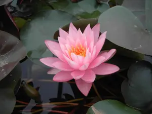 Nymphaea 'Rosennymphe'
