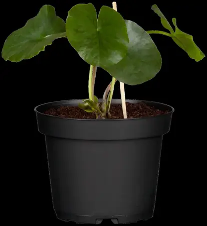 Nymphaea 'Sulphurea' - P11 - image 2