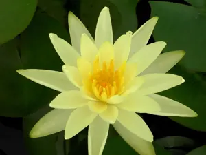 Nymphaea 'Sulphurea'