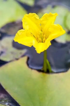 Nymphoides peltata - BEAKER - image 2
