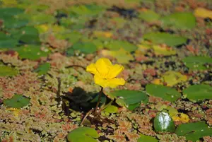 Nymphoides peltata - 17 cm aquatic basket - image 1