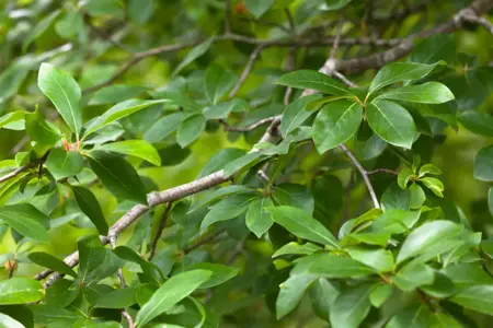Nyssa sylvatica - 30-40 CM C5 - image 2
