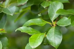 Nyssa sylvatica - 30-40 CM C5 - image 3
