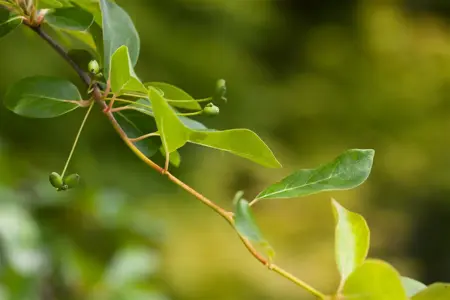 Nyssa sylvatica - 30-40 CM C5 - image 4