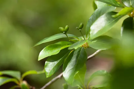 Nyssa sylvatica - 20-30 CM C1 - image 1