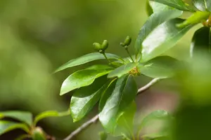 Nyssa sylvatica - 200-250 CM C80 - image 5