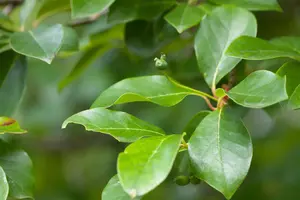 Nyssa sylvatica - 200-250 CM C80 - image 3