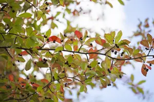 Nyssa sylvatica - 200-250 CM C80 - image 5
