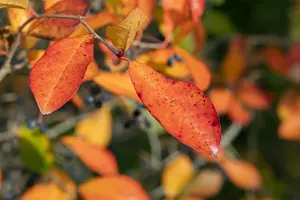 Nyssa sylvatica 'Wildfire'