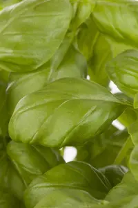 Ocimum basilicum - P9 - image 3