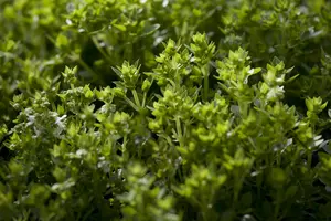 Ocimum basilicum