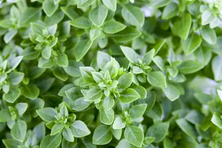 Ocimum basilicum - P9 - image 5