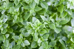 Ocimum basilicum - P9 - image 5