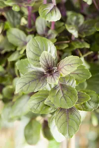 Ocimum basilicum 'Magic Mountain' - P11 - image 1
