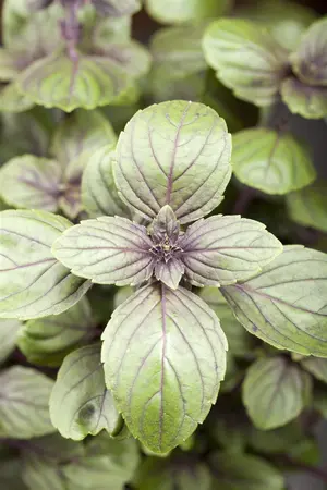 Ocimum basilicum 'Magic Mountain' - P11 - image 3