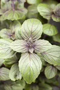 Ocimum basilicum 'Magic Mountain' - P11 - image 3