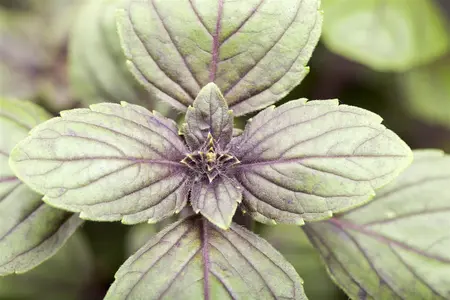 Ocimum basilicum 'Magic Mountain' - P11 - image 2