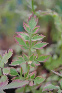 Oenanthe fistulosa