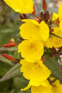 Oenothera 'African Sun'?