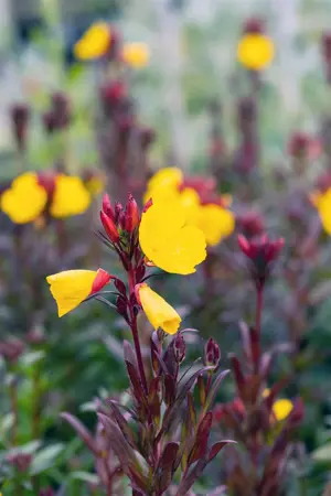 Oenothera fr. 'Fyrverkeri' - P9 - image 4