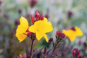 Oenothera fr. 'Fyrverkeri' - P9 - image 2
