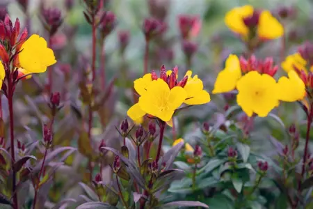Oenothera fr. 'Fyrverkeri' - P9 - image 5