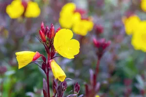 Oenothera fr. 'Fyrverkeri' - P9 - image 3