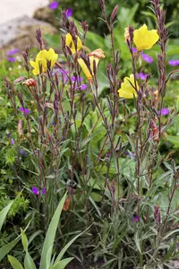 Oenothera fr. 'Michelle Ploeger'
