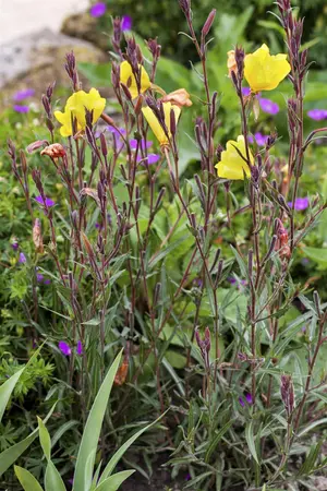 Oenothera fruticosa - P9 - image 1