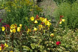Oenothera fruticosa - P9 - image 2