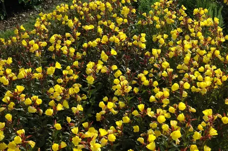 Oenothera fruticosa - P9 - image 3