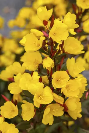 Oenothera macrocarpa - P9 - image 1