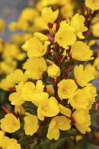 Oenothera macrocarpa