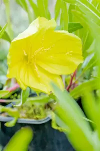 Oenothera macrocarpa - P9 - image 4