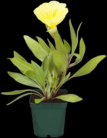 Oenothera macrocarpa - P9 - image 2